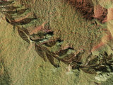 Close View of a Fossilized Angiosperm Photographic Print by Jonathan Blair