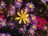 Close View of Purple and Yellow Felicia Flowers Photographie par Jonathan Blair