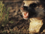 An Angry Meerkat with Its Teeth Bared Photographic Print by Mattias Klum