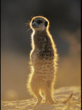 Back-Lit Portrait of a Meerkat in Guarding Posture Photographic Print by Mattias Klum