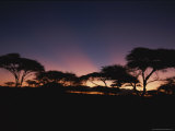 Acacia Trees Silhouetted Against a Twilit Sky Photographic Print by Mark Cosslett