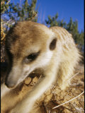 Meerkat Digs Furiously in Search of Prey Photographic Print by Mattias Klum
