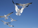 Laughing Gulls in Flight Photographic Print by John Eastcott & Yva Momatiuk