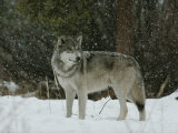 Gray Wolf, Canis Lupus, in a Snow Shower Fotoprint van Jim And Jamie Dutcher Gray Wolf, Canis Lupus, in a Snow Shower Fotoprint van Jim And Jamie Dutcher