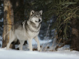 Portrait of an Alpha Male Gray Wolf, Canis Lupus, at Forest's Edge Photographie par Jim And Jamie Dutcher