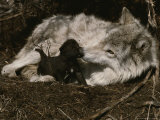 Ten-Day-Old Gray Wolf Pup, Canis Lupus, Nuzzles It's Sitter's Nose Photographic Print by Jim And Jamie Dutcher
