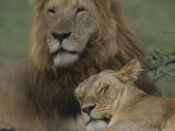 African Lion and Lioness Photographic Print by John Eastcott & Yva Momatiuk