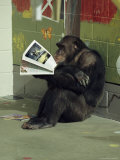 Captive Chimpanzee Looks Through a Magazine Photographic Print by Steve Winter