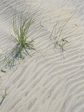 Animal Tracks on the Sand Dunes Photographic Print by Vlad Kharitonov