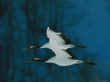 Perfect Formation of Two Japanese or Red-Crowned Cranes in Flight Lámina fotográfica por Tim Laman Perfect Formation of Two Japanese or Red-Crowned Cranes in Flight Lámina fotográfica por Tim Laman
