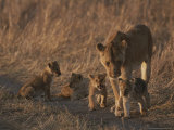 An African Lioness and Her Three-Month Old Cubs Photographic Print by John Eastcott & Yva Momatiuk