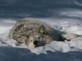 Gray Wolf, Canis Lupus, Takes a Nap in a Snowy Bed Fotoprint van Jim And Jamie Dutcher Gray Wolf, Canis Lupus, Takes a Nap in a Snowy Bed Fotoprint van Jim And Jamie Dutcher