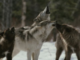 Pack of Gray Wolves, Canis Lupus, Howl Photographie par Jim And Jamie Dutcher