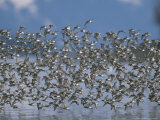 Flock of Western Sandpipers in Flight Photographic Print by John Eastcott & Yva Momatiuk