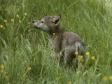 Five-Week-Old Gray Wolf, Canis Lupus, Sniffs at a Wildflower Photographie par Jim And Jamie Dutcher
