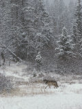 Gray Wolf, Canis Lupus, Walks in a Wintry Snow-Filled Landscape Photographie par Jim And Jamie Dutcher