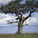 Lion Sleeps in the High Branches of a Tree Photographie par David Pluth