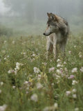 Gray Wolf, Canis Lupus, Standing in a Wildflower Meadow Photographie par Jim And Jamie Dutcher