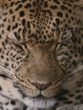 Close View of a Sleeping Leopard Photographie par John Eastcott & Yva Momatiuk