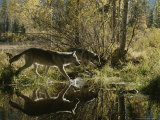 Two Gray Wolves, Canis Lupus, Cross a Small Woodland Pond Photographic Print by Jim And Jamie Dutcher