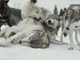 Group of Gray Wolves, Canis Lupus, Rally Together Fotoprint van Jim And Jamie Dutcher Group of Gray Wolves, Canis Lupus, Rally Together Fotoprint van Jim And Jamie Dutcher