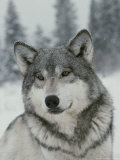 Portrait of a Beautiful Gray Wolf, Canis Lupus, in the Snow Photographie par Jim And Jamie Dutcher