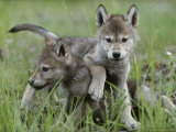 Eight-Week-Old Gray Wolf Pups, Canis Lupus, Spar with Each Other Photographic Print by Jim And Jamie Dutcher