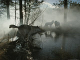 Group of Gray Wolves, Canis Lupus, Pass By a Foggy Pond in a Forest Photographie par Jim And Jamie Dutcher