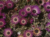 Close View of Livingstone Daisies Fotografisk trykk av Jonathan Blair