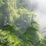 Mist Hovers in a Rain Forest Valley in Rwanda's Nyungwe National Park Photographie par David Pluth