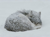 Gray Wolf, Canis Lupus, Curls Up in the Snow to Sleep Photographic Print by Jim And Jamie Dutcher