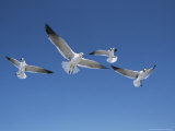 Laughing Gulls in Flight Photographic Print by John Eastcott & Yva Momatiuk