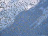Flock of Western Sandpipers in Flight Photographic Print by John Eastcott & Yva Momatiuk