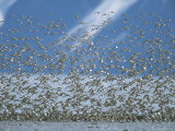 Flock of Western Sandpipers Take Flight Photographic Print by John Eastcott & Yva Momatiuk