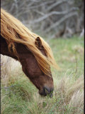 Grazing Wild Pony's Long Mane and Forelock Fall Across Its Eyes Photographie par Skip Brown