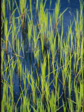 Close View of Water Grasses Growing in Erie National Wildlife Refuge Photographie par Skip Brown