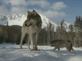 Gray Wolf, Canis Lupus, Stands in Snow as Another Circles Nearby Photographic Print by Jim And Jamie Dutcher