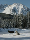 Couple of Gray Wolves, Canis Lupus, Enjoy a Snowy Mountain Meadow Photographic Print by Jim And Jamie Dutcher