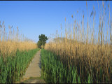 Wooden Nature Trail in the Marshland of Cape May Point State Park Photographic Print by Skip Brown