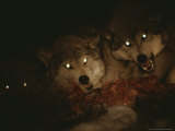Pack of Gray Wolves, Canis Lupus, Feast on a Deer Carcass at Night Photographie par Jim And Jamie Dutcher