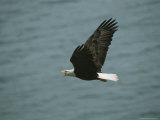An American bald eagle in flight. Photographie par Tom Murphy