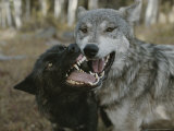 Pair of Gray Wolves, Canis Lupus, Jaw Spar Photographie par Jim And Jamie Dutcher