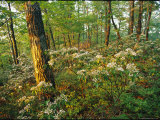 Mountain Laurel Blooming in a Hyner View State Park Forest Photographie par Skip Brown