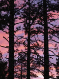 Silhouetted Ponderosa Pines at Sunset Photographic Print by Phil Schermeister