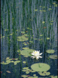 Flowering Water Lily in Black Moshannon State Park Photographie par Skip Brown