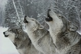 Trio of Gray Wolves, Canis Lupus, Howl in Unison Fotoprint van Jim And Jamie Dutcher Trio of Gray Wolves, Canis Lupus, Howl in Unison Fotoprint van Jim And Jamie Dutcher
