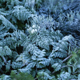 Frost on Everlasting Flowers Photographie par David Pluth