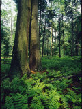 Ferns Blanket the Floor of an Old Growth Hemlock Forest Photographie par Skip Brown
