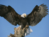 Bald Eagle Perched on Driftwood Photographic Print by John Eastcott & Yva Momatiuk