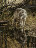 Gray Wolf, Canis Lupus, Stops at a Woodland Stream Photographic Print by Jim And Jamie Dutcher